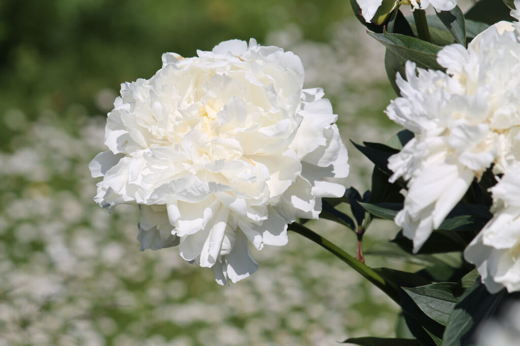 Пионы :: Galina Kazakova - Социальная сеть ФотоКто