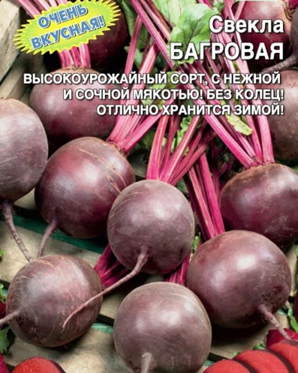 Свекла Багровая: особенности и характеристики сорта, агротехника ...