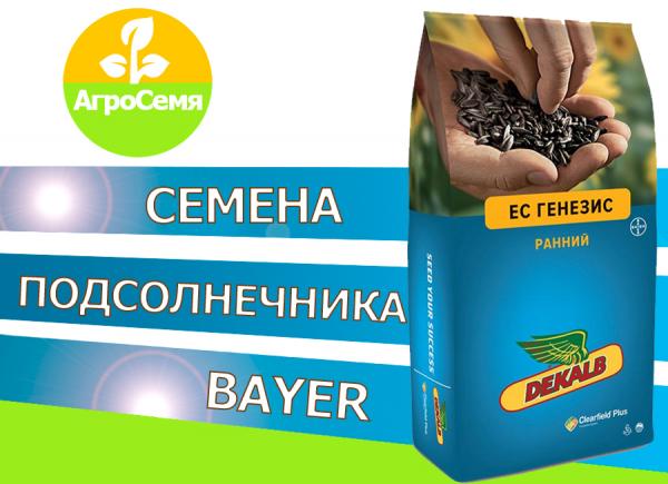 Подсолнечник Бельведер: описание сорта, характеристики, агротехника ...
