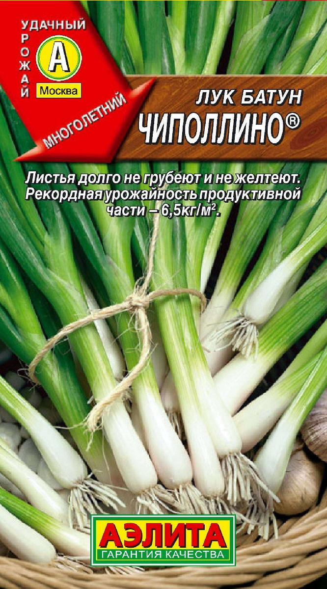 Лук Чиполлино (батун): описание и характеристики сорта, агротехника ...