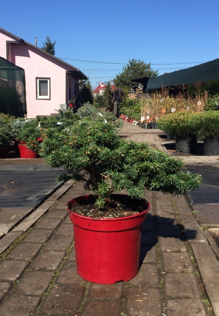 Пихта Дарк Хилл: описание сорта, характеристики, особенности посадки и ...