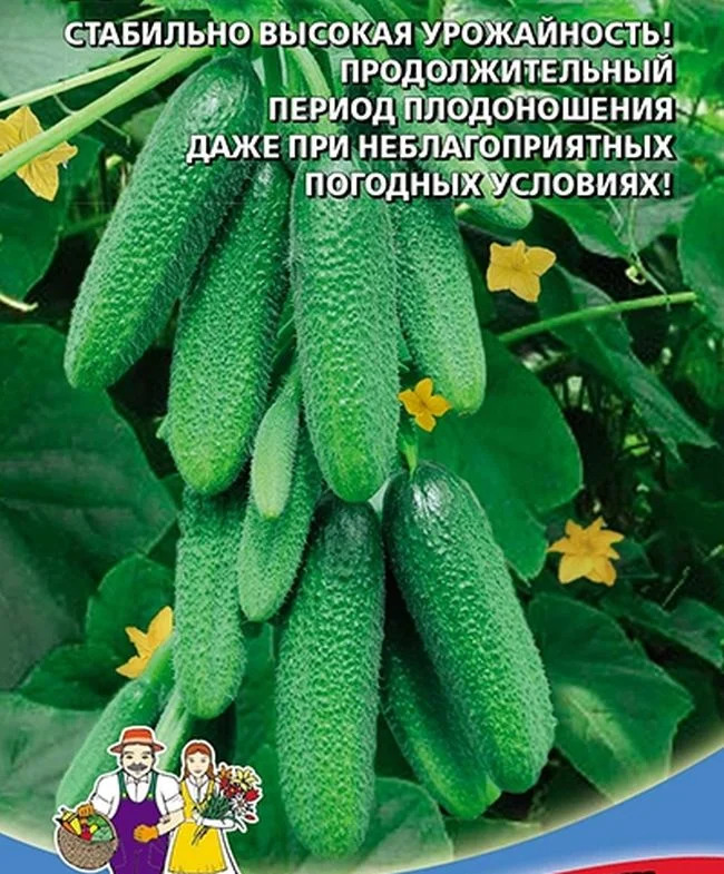 Огурец Домовенок Кузя: описание и характеристики сорта, правила посадки ...