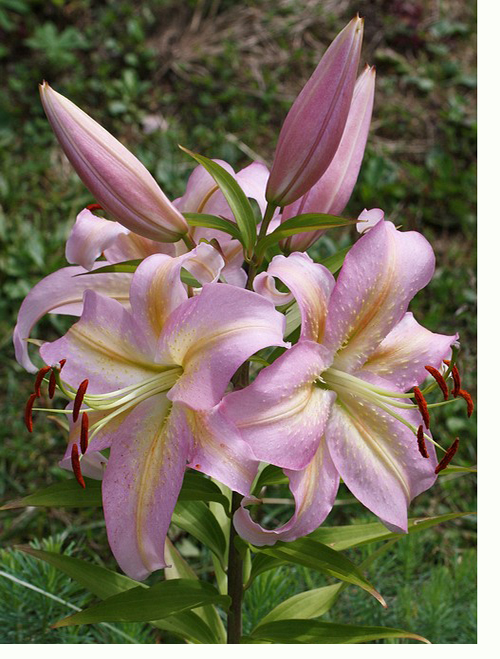 Лилия Экзотика: описание и характеристики сорта, особенности посадки и ...