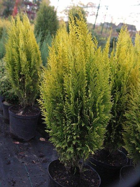 Кипарисовик Эректа Ауреа: описание сорта, характеристики, особенности ...