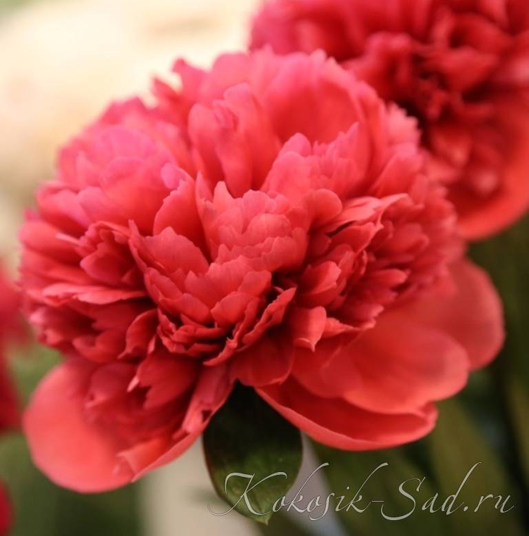 Пионы Глоуинг Распберри Роуз (Glowing Raspberry Rose): описание сорта ...