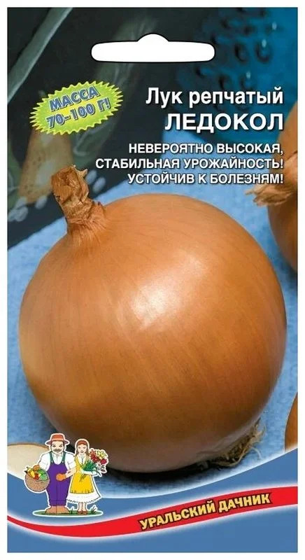 Лук Ледокол: описание и характеристики сорта, агротехника посадки и ...