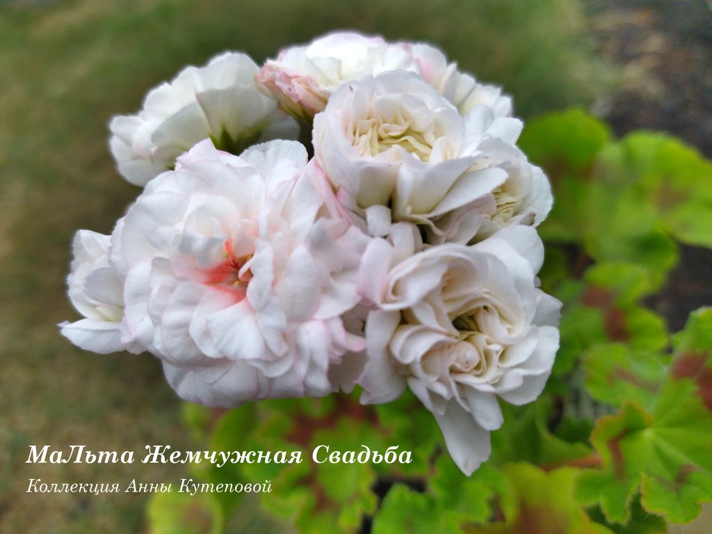 Пеларгония МальТа Жемчужная Свадьба: описание сорта, характеристики ...