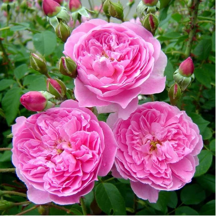 Роза Мерлин: особенности и характеристика сорта, правила посадки ...