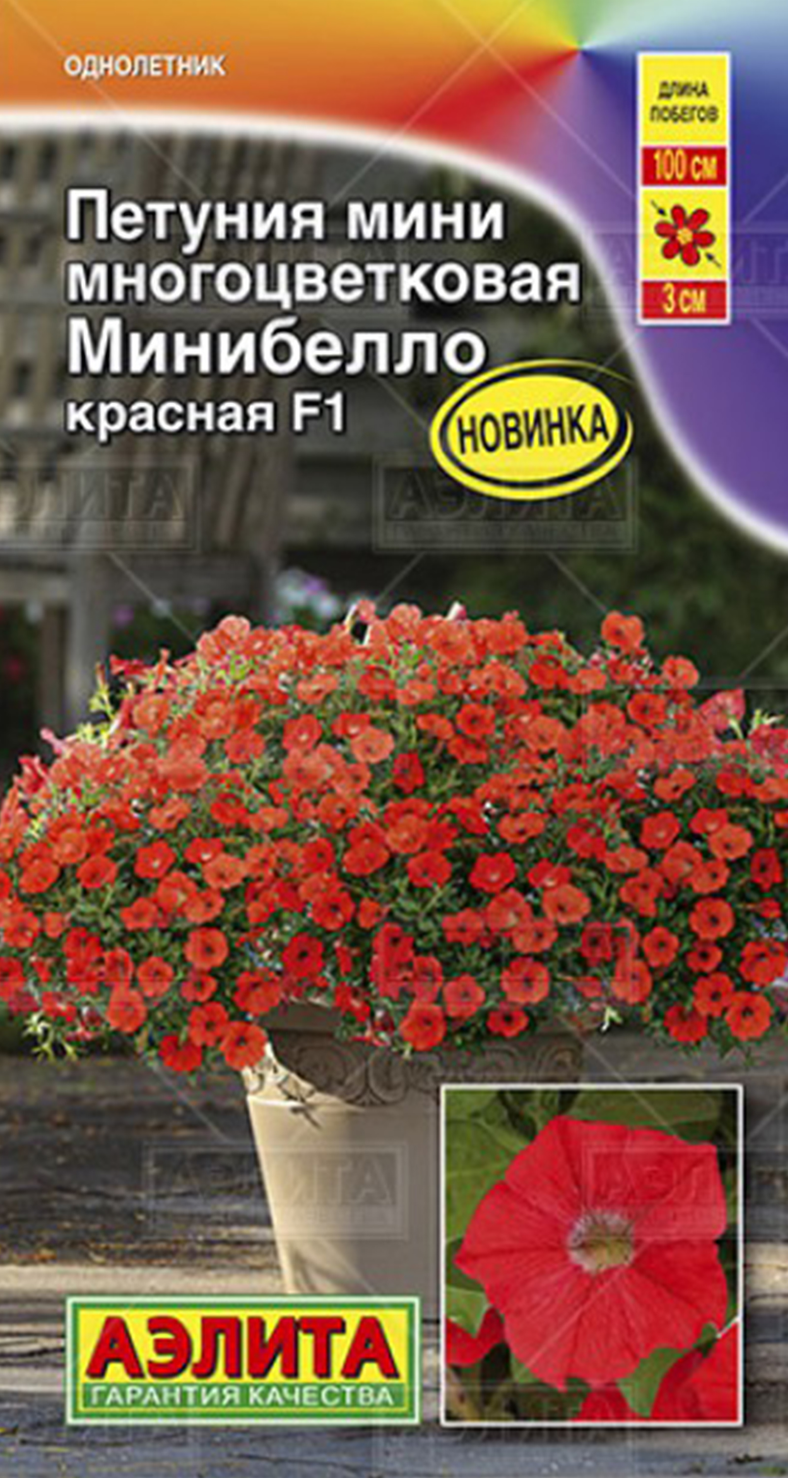Петуния Минибелло Красная: описание сорта, характеристики, тонкости ...