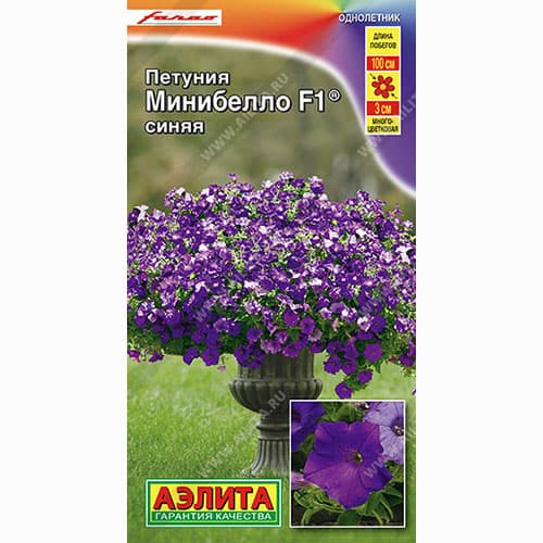 Петуния Минибелло Синяя: описание сорта, характеристики, тонкости ...