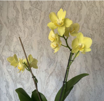 Орхидея Мираж: описание сорта, характеристики, особенности посадки и ...