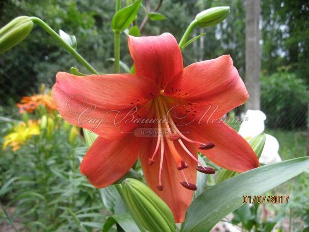 Lilium 'Pearl Loraine' Lilien pflanzen, Lilien blumen, Lilien
