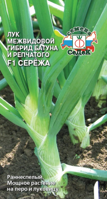 Лук Сережа: описание и характеристики сорта, агротехника посадки и ...