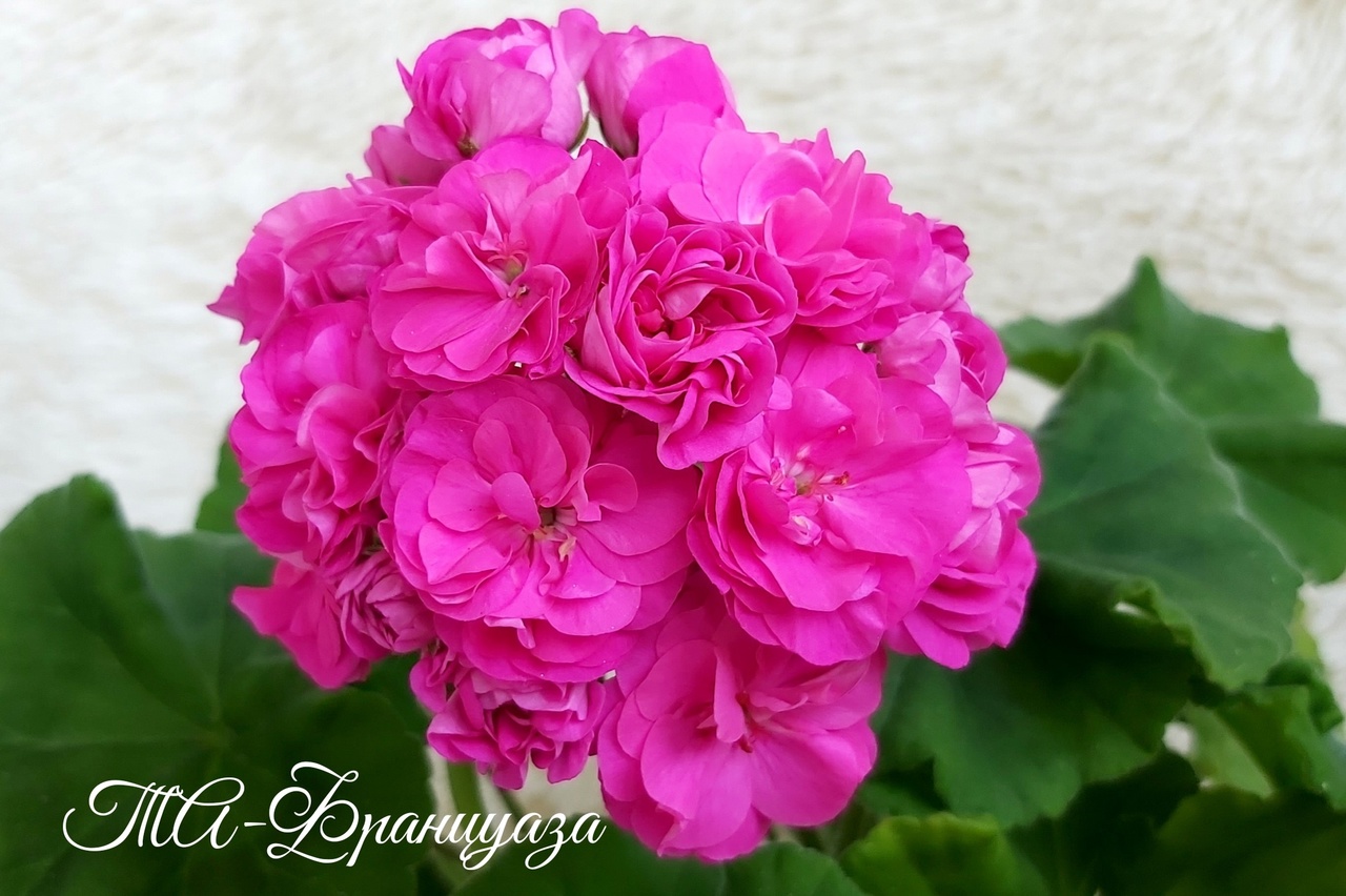 Пеларгония ТА-Француаза: описание сорта, характеристики, особенности ...