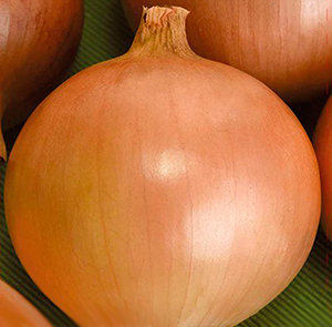 Лук Талисман: описание и характеристики сорта, агротехника посадки и ...