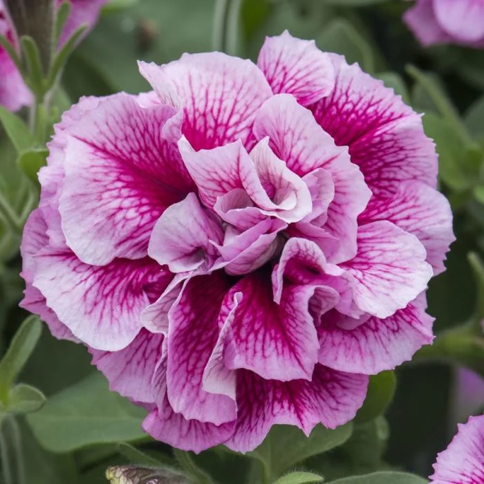 Петуния Тумбелина Франческа: описание сорта, характеристики, тонкости ...