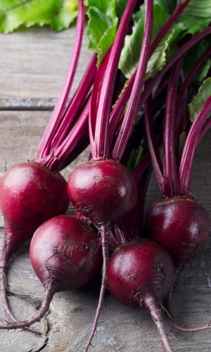 Свекла Уральский рафинад: особенности и характеристики сорта ...