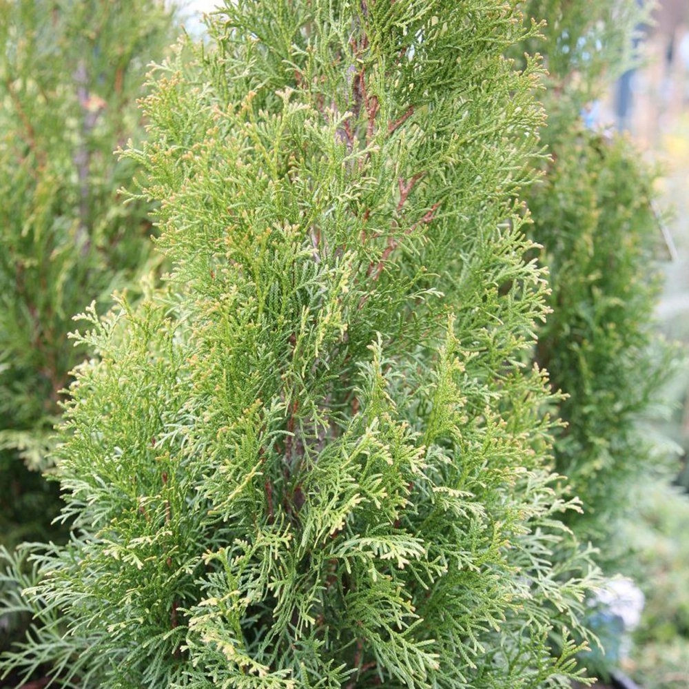 Туя Вайт Смарагд: описание сорта, характеристики, тонкости посадки и ...