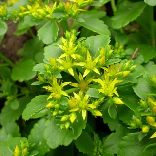 Очиток (седум) Звезды в изумруде: описание сорта, характеристики ...