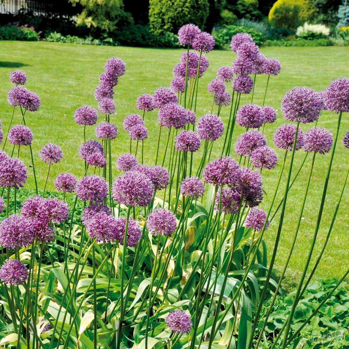 Афлатунский лук (17 фото): сорта лука с фиолетовыми цветами. Описание ...