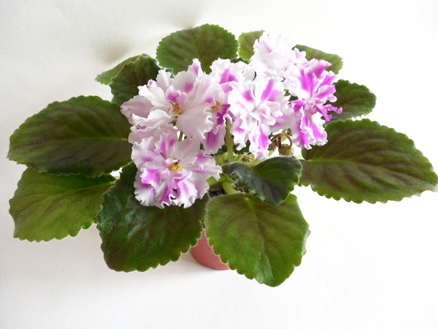 Сенполия (комнатная фиалка) АВ-Фурор: особенности и характеристика ...