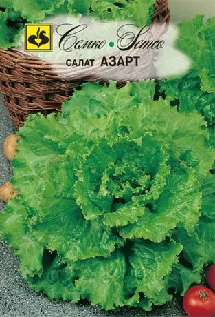 Салат Азарт: описание и характеристики сорта, особенности посадки и ...
