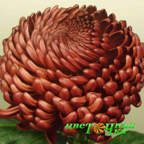 Хризантема Бигуди Ред: описание сорта, характеристики, особенности ...