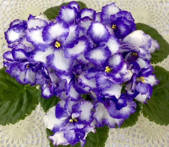 Сенполия (комнатная фиалка) Dn-Далматинец: особенности и характеристика ...