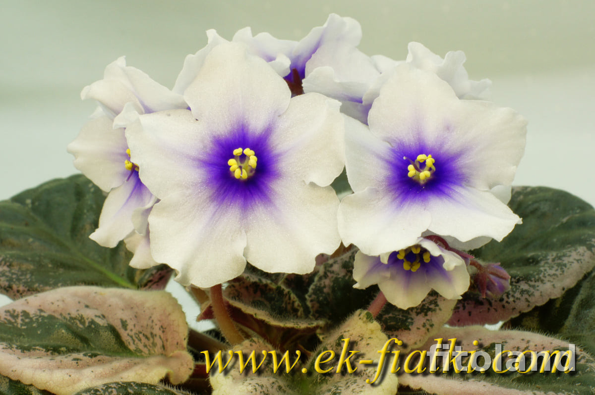 Фиалка ЕК-Глаз-Алмаз: особенности и характеристика сорта, правила ...