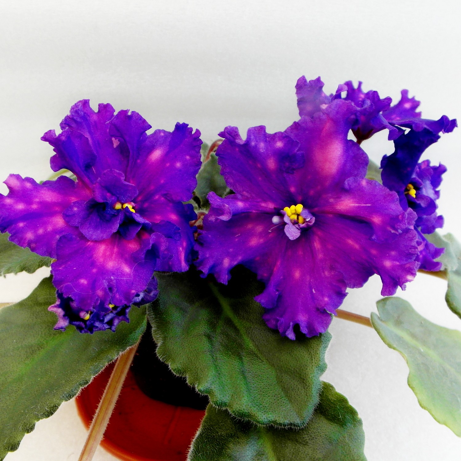 Фиалка ЕК-Тлеющие Угольки: особенности и характеристика сорта, правила ...