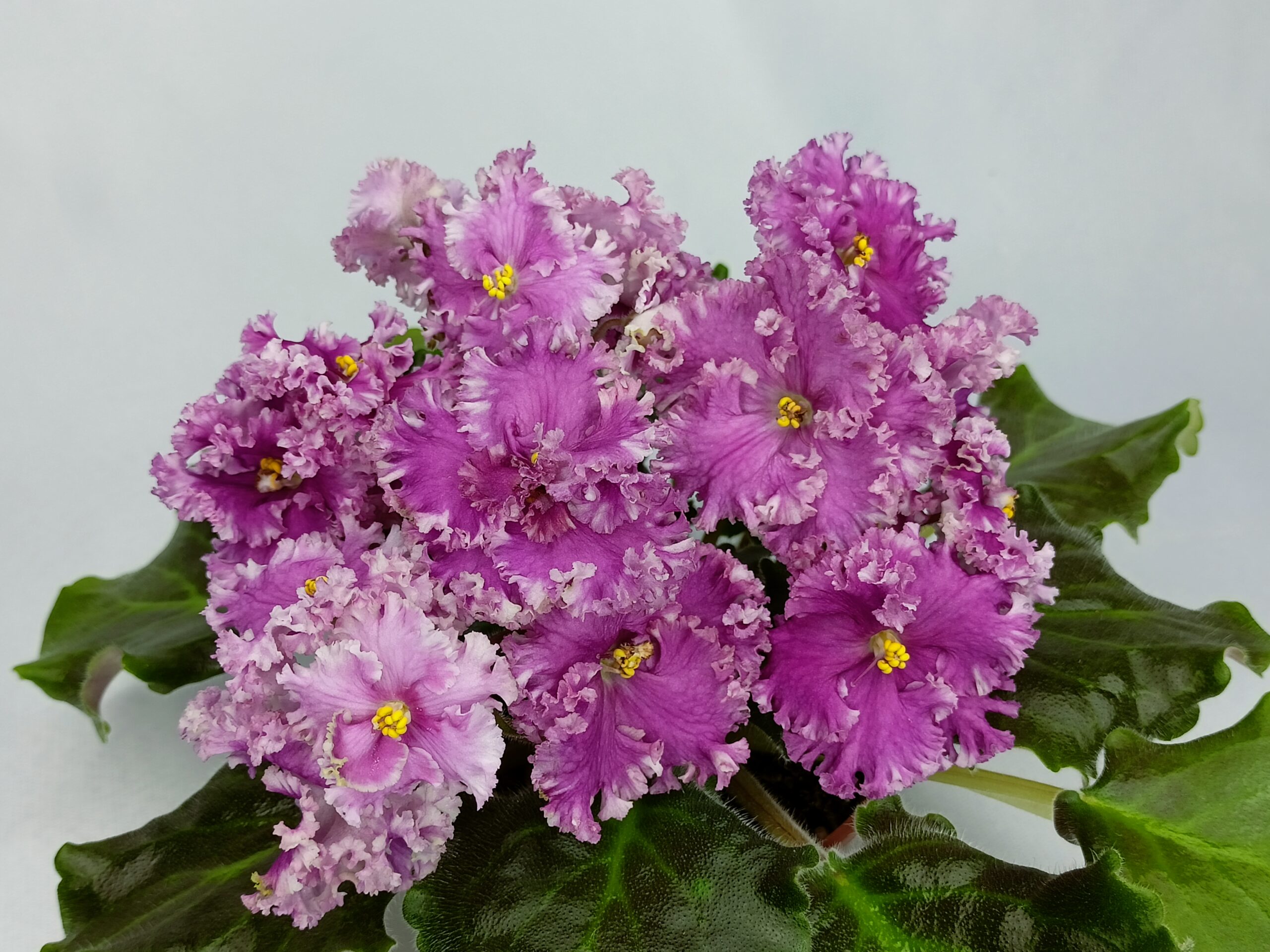 Сенполия (комнатная фиалка) ЕЛ-Радужная Бабочка: особенности и ...