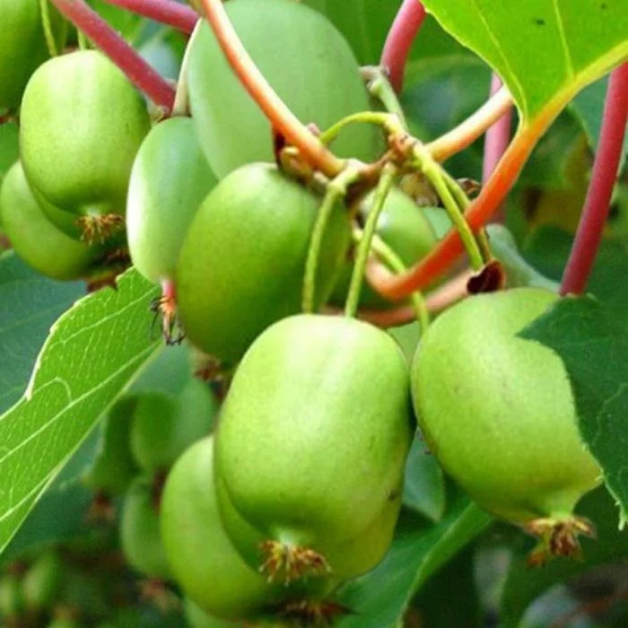 Актинидия Эстафета: описание сорта, характеристики, особенности посадки ...