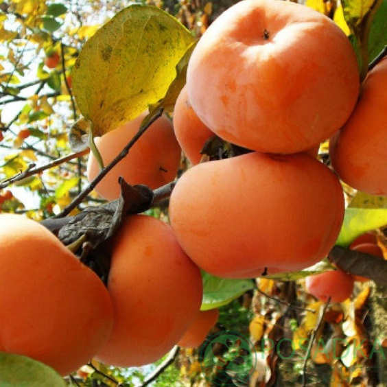 Хурма Фуйю: описание сорта, характеристики, особенности посадки и ...