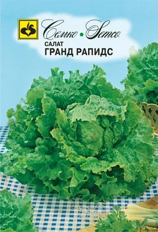 Салат Гранд Рапидс: описание и характеристики сорта, особенности ...