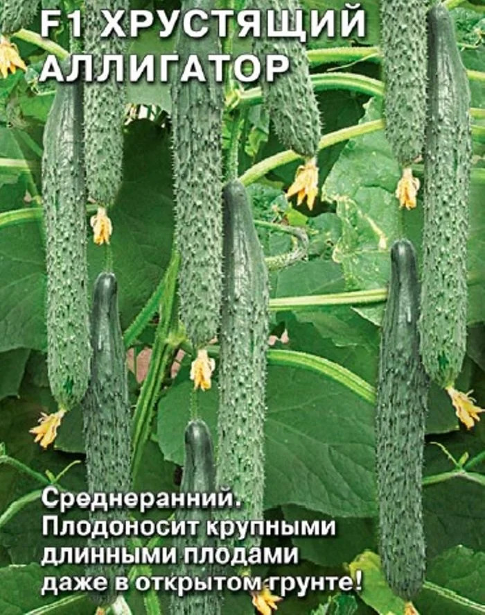 Огурец Хрустящий аллигатор: описание и характеристики сорта, правила ...