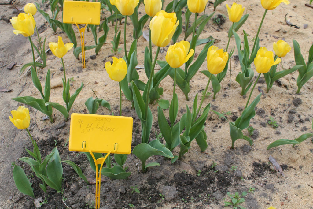 Тюльпаны Йокогама (Yokohama): особенности и характеристики сорта ...