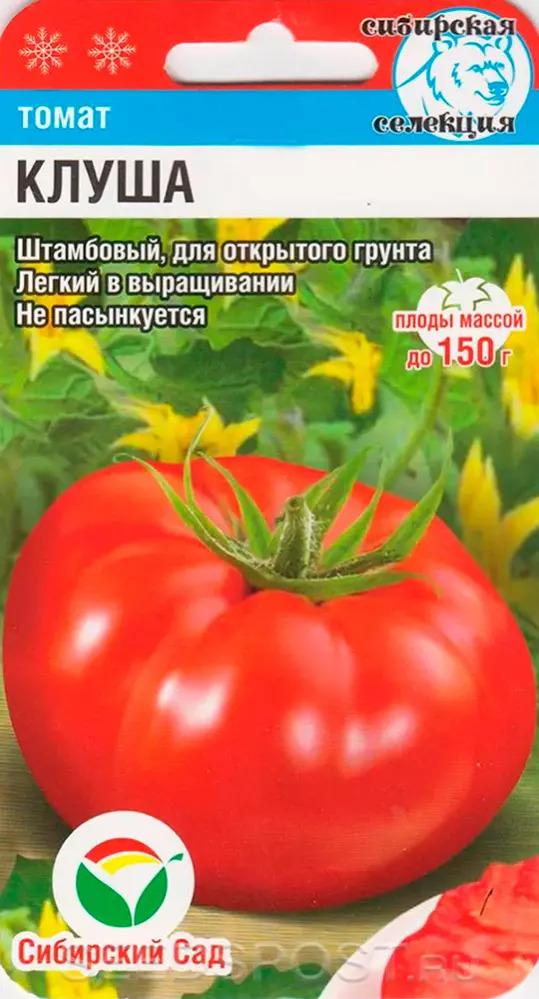 Томат Клуша: описание сорта помидоров, характеристики. Особенности ...