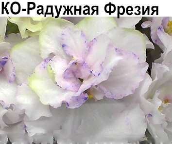 Сенполия (комнатная фиалка) КО-Радужная Фрезия: особенности и ...