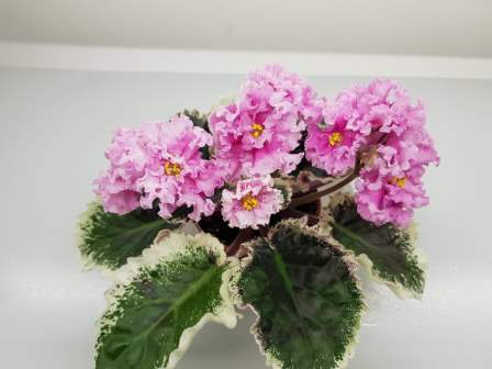 Фиалка ЛЕ-Керри: особенности и характеристика сорта, правила ...