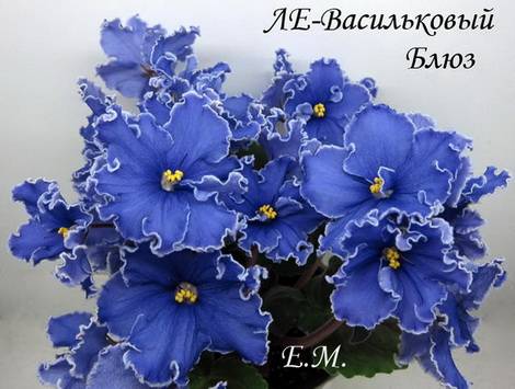 Фиалка сорт юлия фото Фиалка ЛЕ-Васильковый Блюз: особенности и характеристика сорта, правила выращива