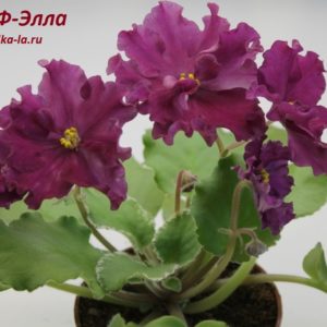 Сенполия (комнатная фиалка) ЛФ-Элла: особенности и характеристика сорта ...