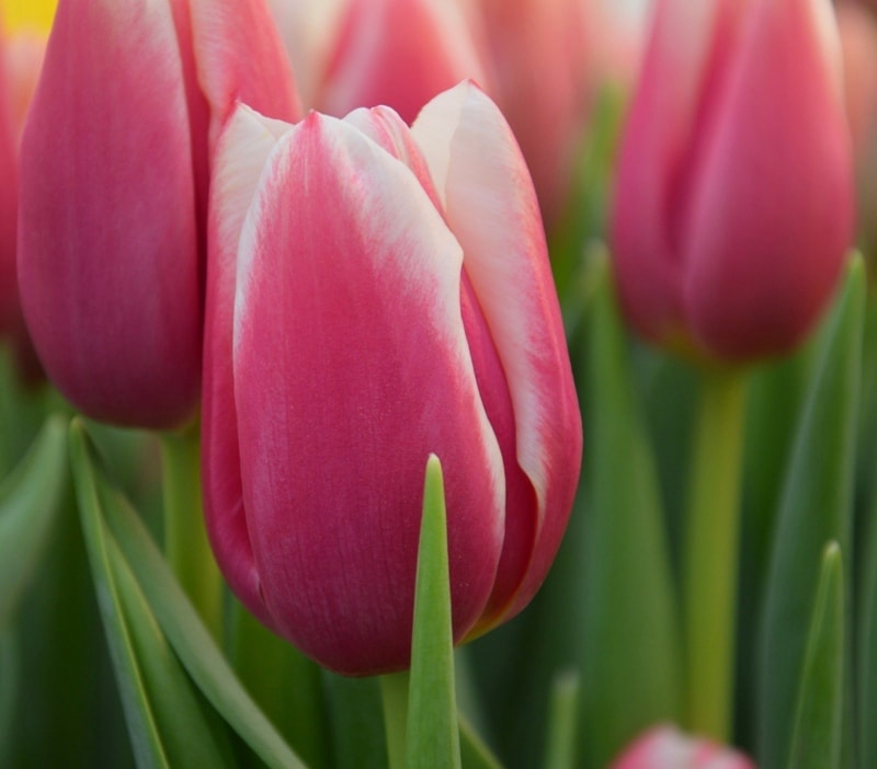 Тюльпаны Лорнах (Лорна): особенности и характеристики сорта, тонкости ...