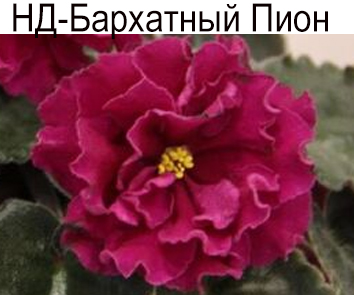 Сенполия (комнатная фиалка) НД-Бархатный Пион: особенности и ...