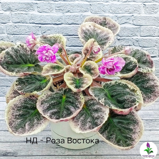 Сенполия (комнатная фиалка) НД-Роза Востока: особенности и ...