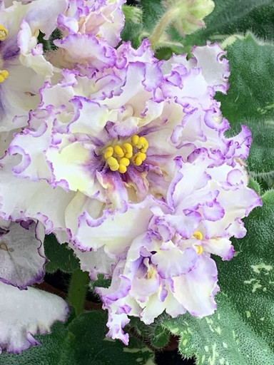 Сенполия (комнатная фиалка) Nik-Лунная Миссия: особенности и ...