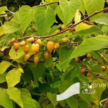 Актинидия полигамная: описание вида, характеристики, особенности ...