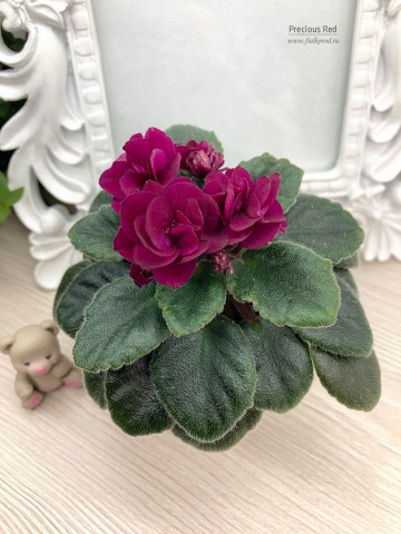 Сенполия (комнатная фиалка) Precious Red: особенности и характеристика ...
