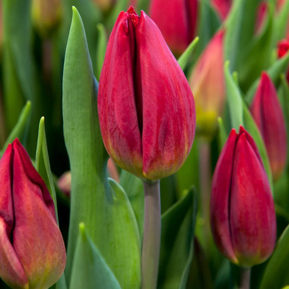 Тюльпаны Ред Голд: особенности и характеристики сорта, тонкости посадки ...
