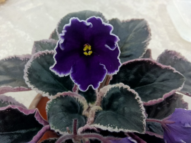 Фиалка РС-Бархат Ночи: особенности и характеристика сорта, правила ...