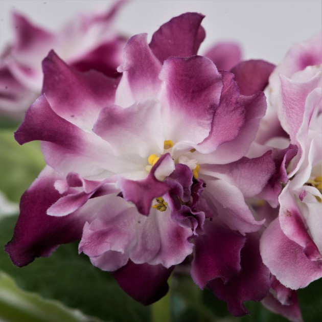 Фиалка вавилон. Фиалка нд восточная страсть. Страстная фиалка фото волос. Фиалка рс страсть. Фиалка страсть.